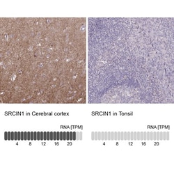 SNAP25 Interacting Protein Antibody, Novus Biologicals:Antibodies:Primary